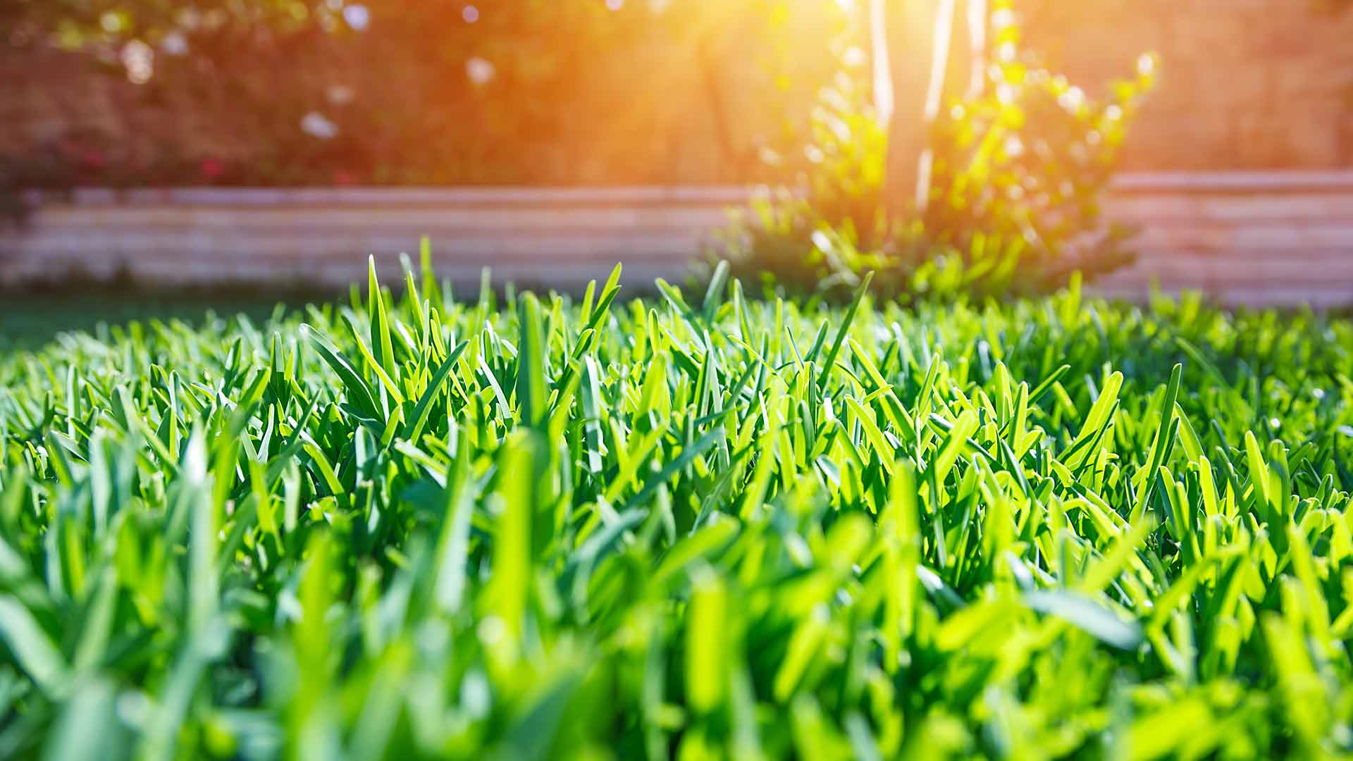 close up of blades of grass with sun shining lexington sc