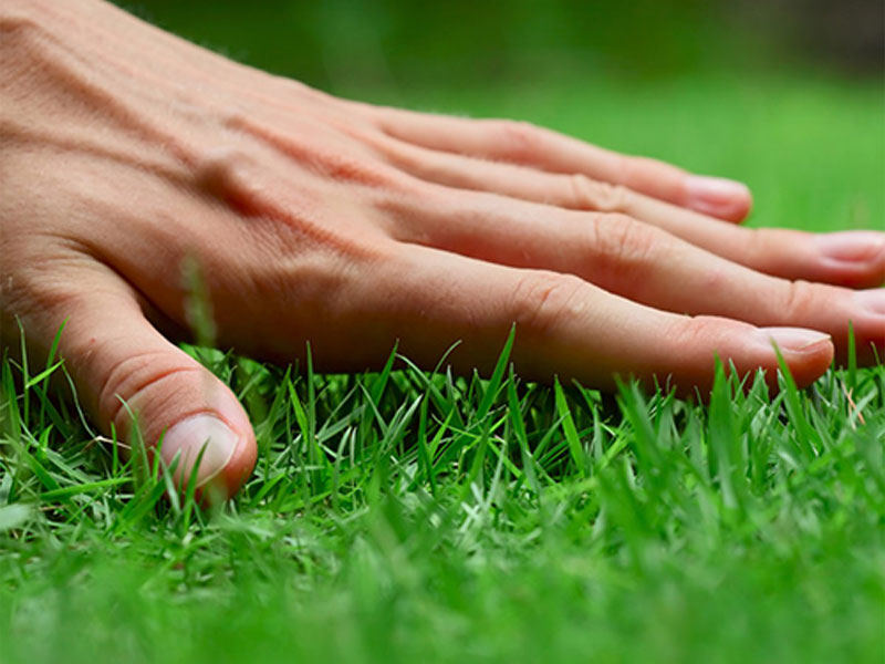 hand on green grass lexington sc