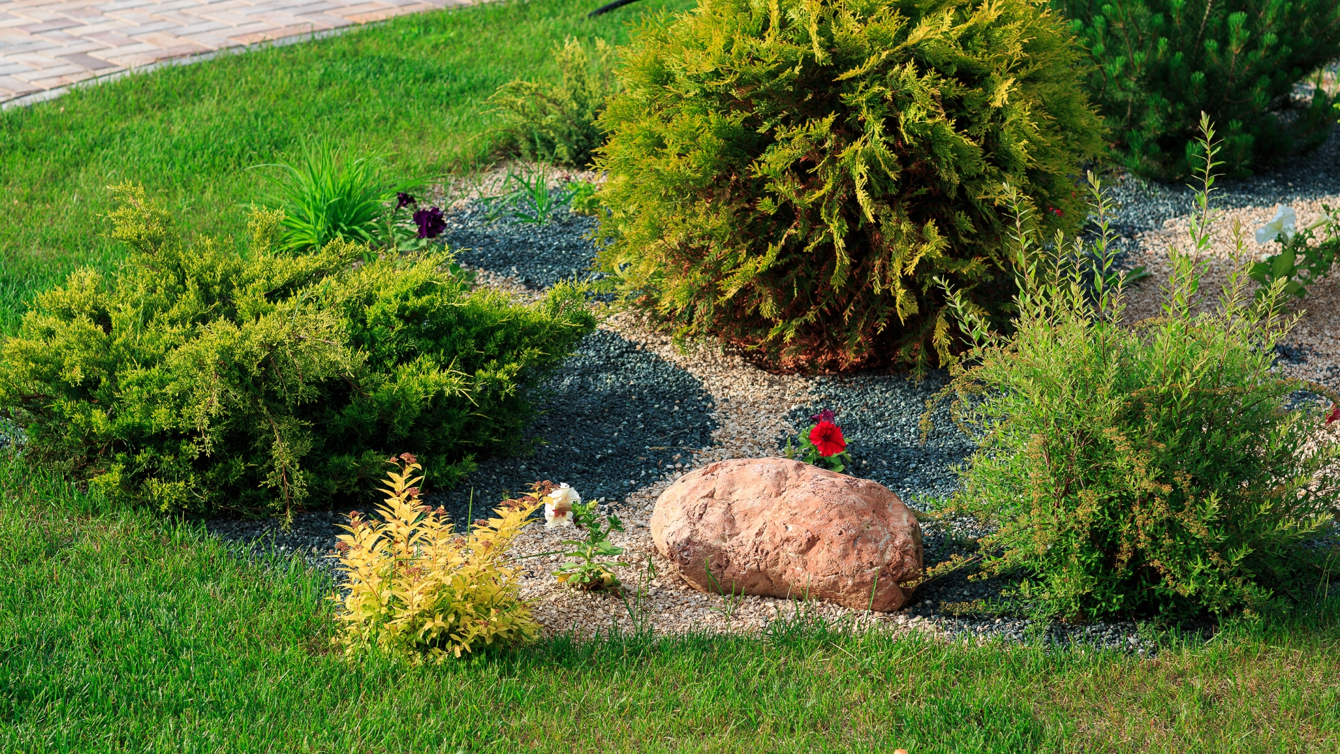 green grass close up with small shrubs planted gilbert sc