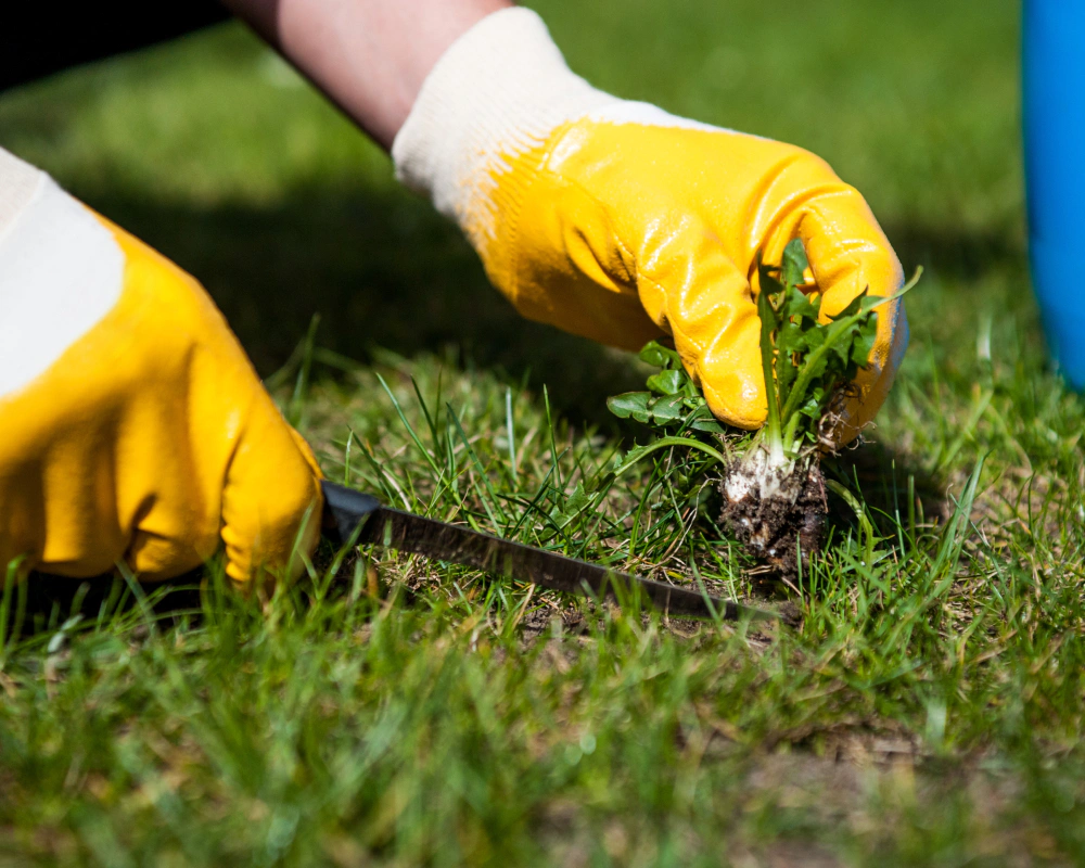 landscaper removing unwanted weeds gilbert sc