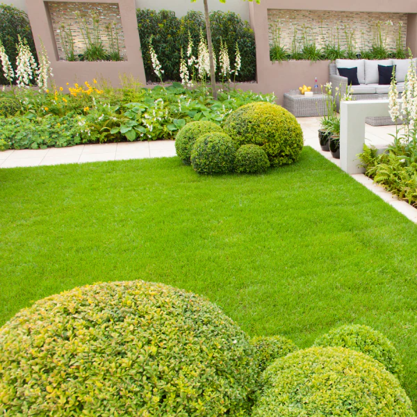 beautiful lawn and freshly trimmed shrubs